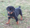 AKC Registered Rottweiler For Sale Sugarcreek OH Male-Bruno