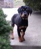 AKC Registered Rottweiler For Sale Sugarcreek OH Female-Bailey