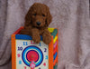 AKC Registered Standard Poodle For Sale Apple Creek, OH Male- Nicholas