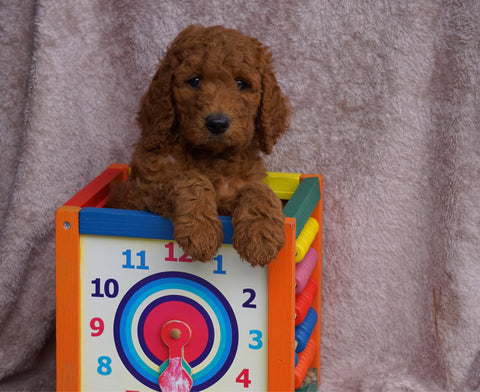 AKC Registered Standard Poodle For Sale Apple Creek, OH Male- Nicholas