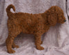 AKC Registered Standard Poodle For Sale Apple Creek, OH Male- Nicholas