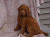AKC Registered Standard Poodle For Sale Apple Creek, OH Male- Nicholas