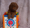 AKC Registered Standard Poodle For Sale Apple Creek, OH Female- Vanessa