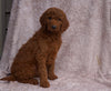 AKC Registered Standard Poodle For Sale Apple Creek, OH Female- Vanessa