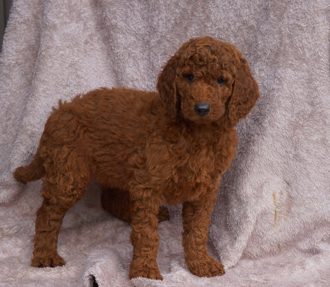 AKC Registered Standard Poodle For Sale Apple Creek, OH Female- Vanessa