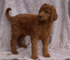 AKC Registered Standard Poodle For Sale Apple Creek, OH Female- Tara