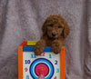 AKC Registered Standard Poodle For Sale Apple Creek, OH female- Sofia