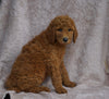 AKC Registered Standard Poodle For Sale Apple Creek, OH female- Sofia