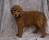 AKC Registered Standard Poodle For Sale Apple Creek, OH female- Sofia