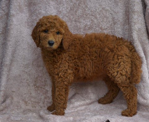 AKC Registered Standard Poodle For Sale Apple Creek, OH female- Sofia