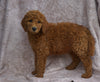 AKC Registered Standard Poodle For Sale Apple Creek, OH female- Sofia