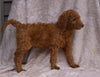 AKC Registered Standard Poodle For Sale Apple Creek, OH Female-Rose
