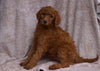 AKC Registered Standard Poodle For Sale Apple Creek, OH Female-Rose