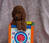 AKC Registered Standard Poodle For Sale Apple Creek, OH Female- Pamela