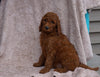 AKC Registered Standard Poodle For Sale Apple Creek, OH Female- Pamela