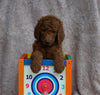 AKC Registered Standard Poodle For Sale Apple Creek, OH Male- Oliver