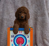 AKC Registered Standard Poodle For Sale Apple Creek, OH Male- Oliver
