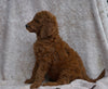 AKC Registered Standard Poodle For Sale Apple Creek, OH Male- Oliver