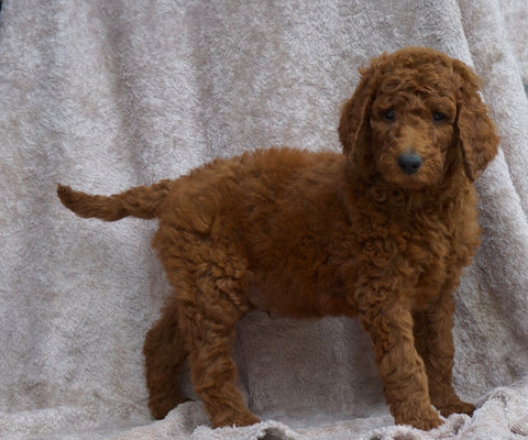 AKC Registered Standard Poodle For Sale Apple Creek, OH Male- Oliver