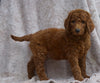 AKC Registered Standard Poodle For Sale Apple Creek, OH Male- Oliver