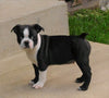 AKC Registered Boston Terrier For Sale Warsaw, OH Male- Coley