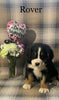 AKC Registered Bernese Mountain Dog For Sale Adamsville, OH Male- Rover