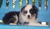 Mini Australian Shepherd For Sale Fredericksburg OH -Female Sky
