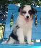 Mini Australian Shepherd For Sale Fredericksburg OH -Female Sky
