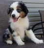 Mini Australian Shepherd For Sale Fredericksburg OH -Male Dexter