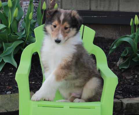 AKC Registered Collie Lassie For Sale Fredricksburg OH Male-Howard