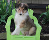 AKC Registered Collie Lassie For Sale Fredricksburg OH Male-Howard