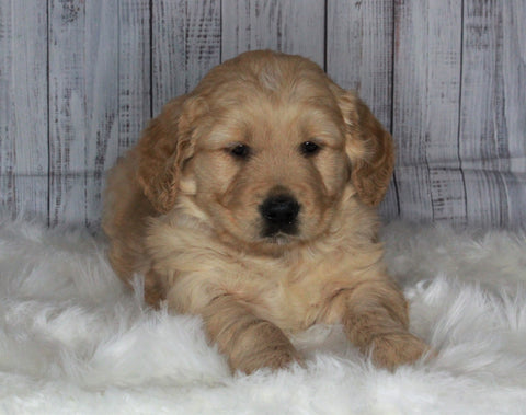 Goldendoodle For Sale Sugarcreek, OH Male- Cooper