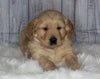 Goldendoodle For Sale Sugarcreek, OH Male- Cooper