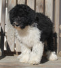 Aussiedoodle For Sale Millersburg OH Male-Wyatt
