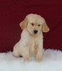 AKC Registered Golden Retriever For Sale Fredericksburg OH Male-Bozo