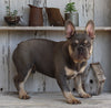 AKC Registered French Bulldog For Sale Millersburg OH Male-Jasper
