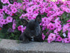 AKC Registered French Bulldog For Sale Millersburg OH Male Carson