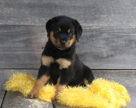 AKC Registered Rottweiler For Sale Applecreek OH Male-Brock