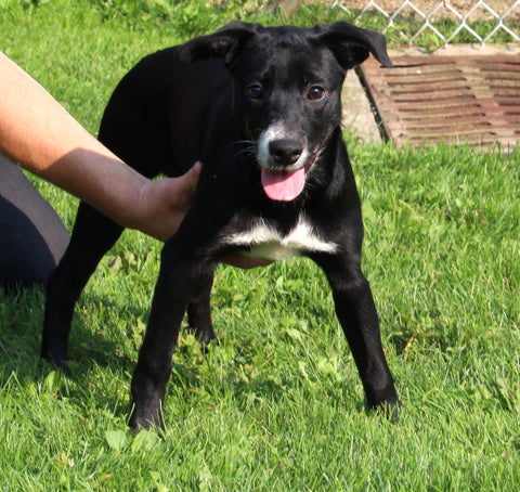 Lab Mix Puppy For Sale Sugarcreek OH Female-Blackie