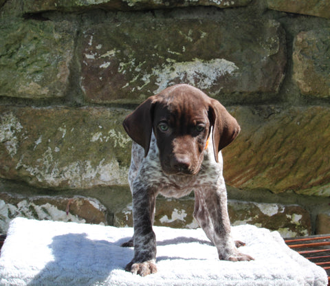 AKC Registered German Shorthaired Pointer For Sale Fredericksburg OH Male-Gunner