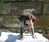 AKC Registered German Shorthaired Pointer For Sale Fredericksburg OH Male-Gunner