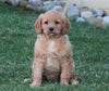 F1B Medium Labradoodle For Sale Millersburg, OH Female- Charlotte