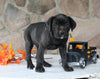 AKC Registered Cane Corso For Sale Wooster OH Female-Dollie