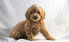 Cockapoo F1B For Sale Sugarcreek, OH Female- Skye