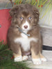 Australian Shepherd For Sale Shreve OH Female-Pumpkin Latte