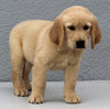 AKC Registered Golden Retriever For Sale Brinkhaven OH Male-Apollo