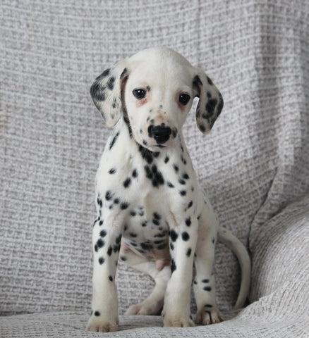 AKC Registered Dalmatian For Sale Wooster OH Male-Ace