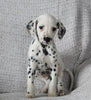 AKC Registered Dalmatian For Sale Wooster OH Male-Ace