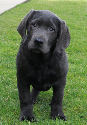 AKC Registered Labrador Retreiver For Sale Sugarcreek OH Male- Sparky