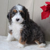 Mini Bernedoodle For Sale Millersburg OH Male-Caleb